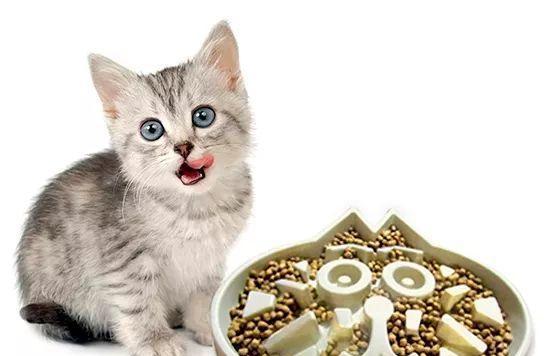 如何科学给宠物猫补充牛磺酸（宠物健康不可忽视的牛磺酸缺乏问题）