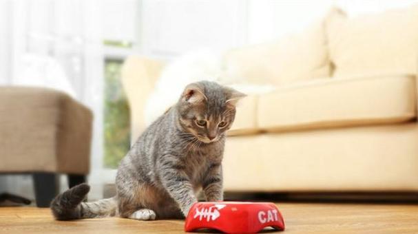 如何科学给宠物猫补充牛磺酸（宠物健康不可忽视的牛磺酸缺乏问题）