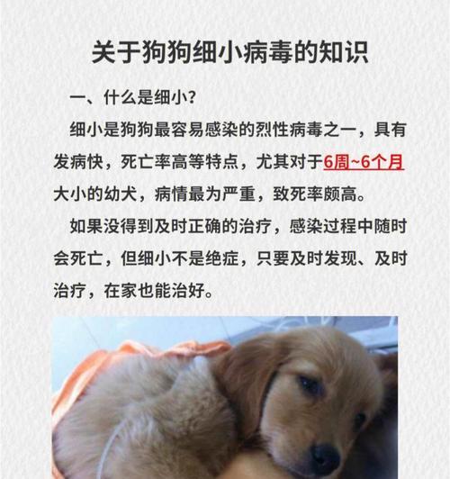 怎样判断宠物狗是否患上了犬细小病（犬细小病的症状）