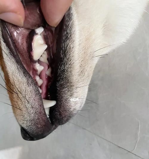 如何预防和治疗狗狗牙结石
