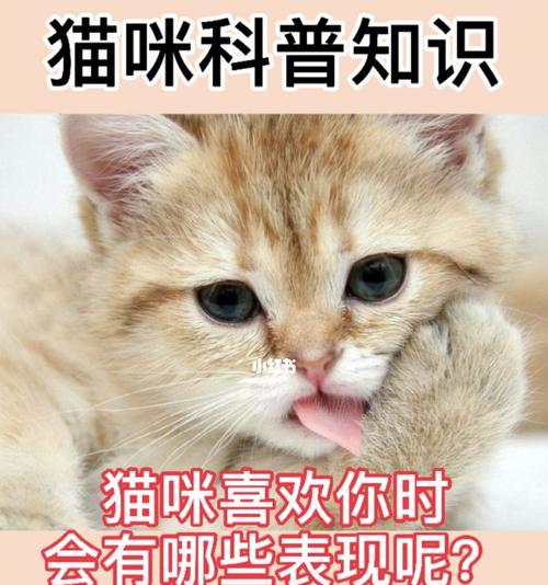 如何让猫咪感受到你的爱意（通过这些方法提升与宠物的互动体验）