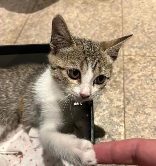 教你如何让流浪猫咪适应猫砂（以宠物为主）