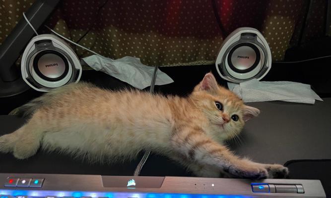 教育小猫不跳桌子的技巧（以宠物为主）
