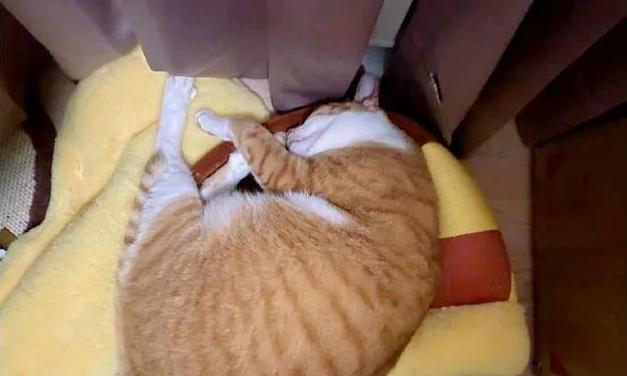 如何判断宠物猫是否脱水（掌握这些方法）