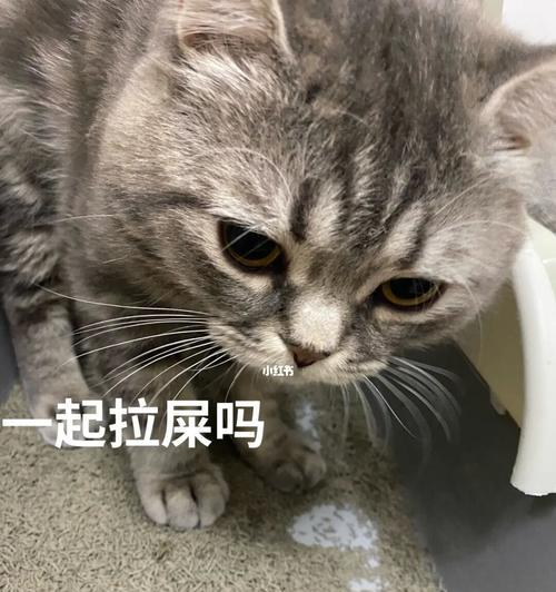 如何摸小猫以确定是否有大便（宠物主人必读的小猫检查技巧）
