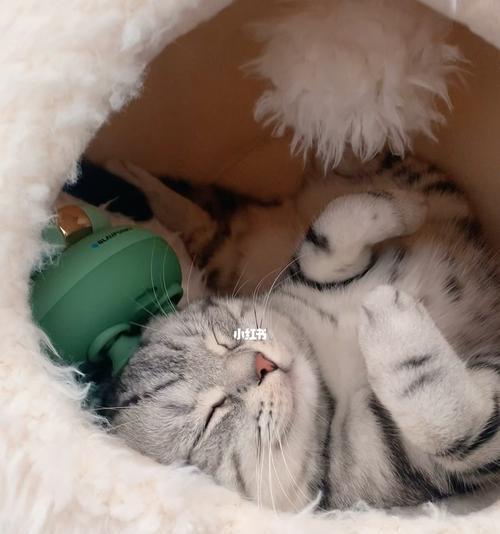 如何摸小猫以确定是否有大便（宠物主人必读的小猫检查技巧）