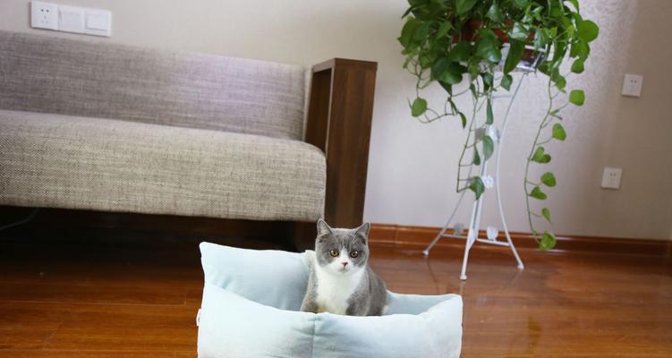 宠物猫咪如何避免抓沙发（15个有效方法助你解决烦恼）