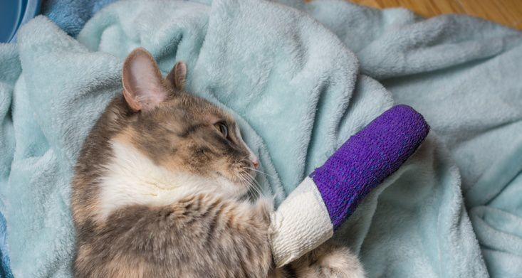 如何判断猫咪后腿骨折（宠物主人必须知道的鉴定方法和处理步骤）