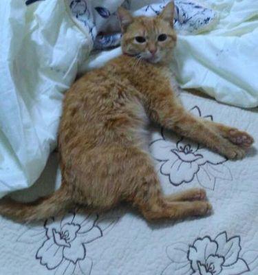如何判断猫咪后腿骨折（宠物主人必须知道的鉴定方法和处理步骤）