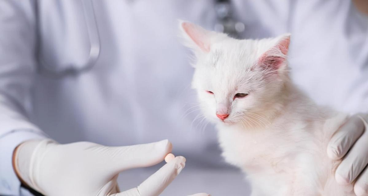 如何判断宠物猫是否患病（从外部体征到内部表现）