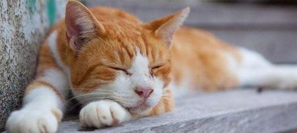 如何判断宠物猫是否发烧（小猫发烧的症状和处理方法）