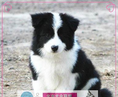 如何培养一只赛级狗狗——宠物爱好者必看的培养方法（从选犬到训练）