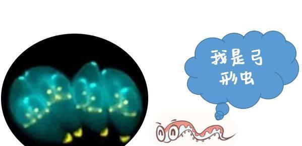 如何有效去除宠物猫体内弓形虫（一起保护我们的毛茸宠物健康）