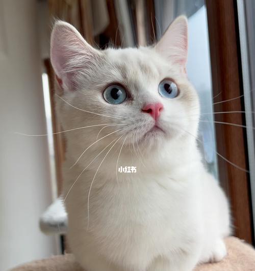 如何确定宠物小猫得了杯状眼病（小猫杯状眼病的症状）