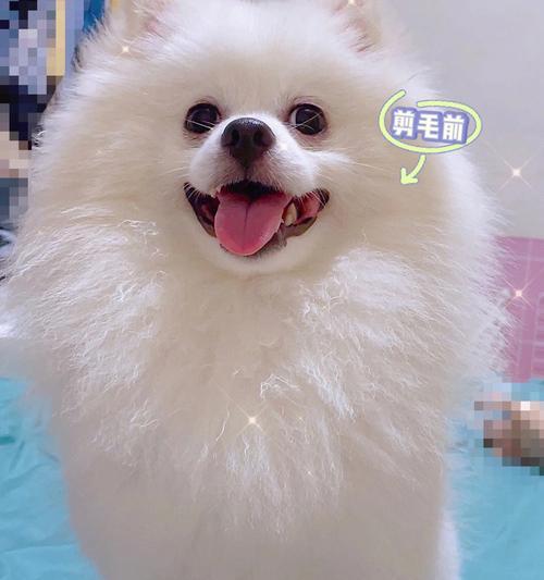 让宠物狗狗乖乖剪毛的秘诀（如何使狗狗对剪毛感到放心）