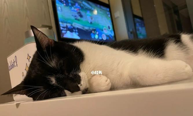 如何让宠物猫在家不再无聊（提供丰富的游戏、玩具和互动关爱）