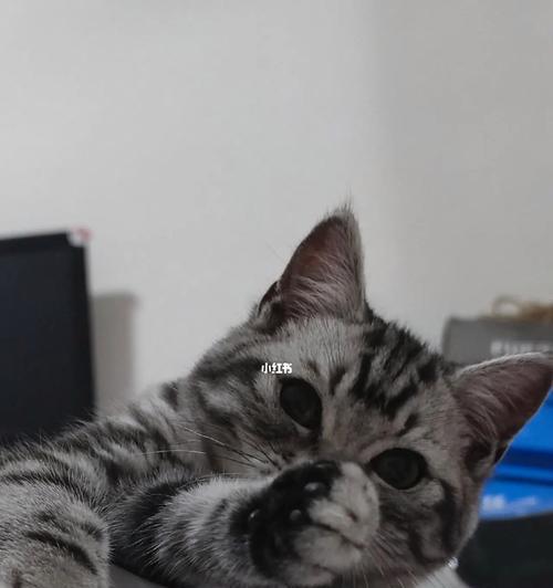 如何让宠物猫在家不再无聊（提供丰富的游戏、玩具和互动关爱）