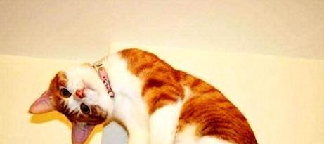 让小猫熟悉新主人的方法（培养亲密感）
