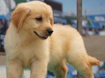 如何选择一只优秀的金毛犬（宠物主人必读）