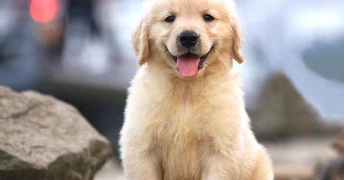 如何选择一只优秀的金毛犬（宠物主人必读）