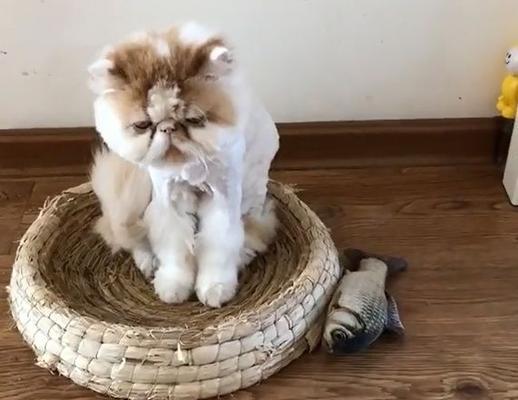 如何训练调皮猫咪听话（从爱抚开始）