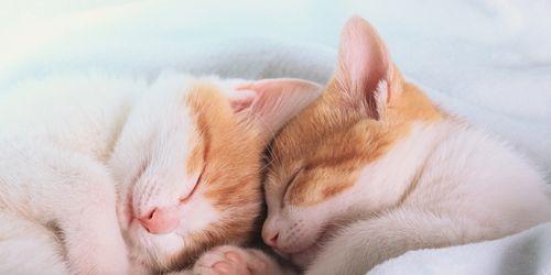 如何训练调皮猫咪听话（从爱抚开始）