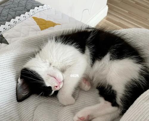训练猫咪晚上规律睡觉的技巧（让你和猫咪都能拥有一个好的夜晚）
