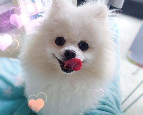 养博美犬的必备知识（从二个月开始的宠物生活）