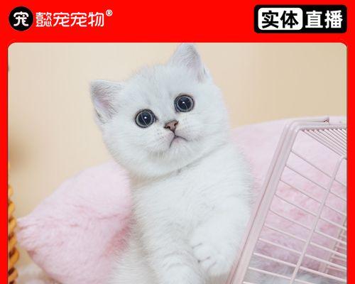 如何判断你家猫咪是否怀孕（掌握这些技巧）