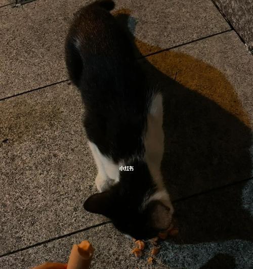 3个月的小猫为何不吃猫粮（探究小猫不吃猫粮的原因和解决方法）