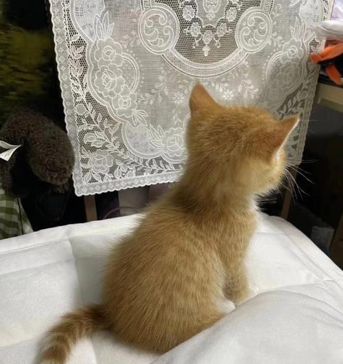 3岁猫咪的思密达饮食探究（宠物养护必备）