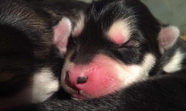 如何解决宠物阿拉斯加犬总吐问题（阿拉斯加犬常见吐症状和处理方法）