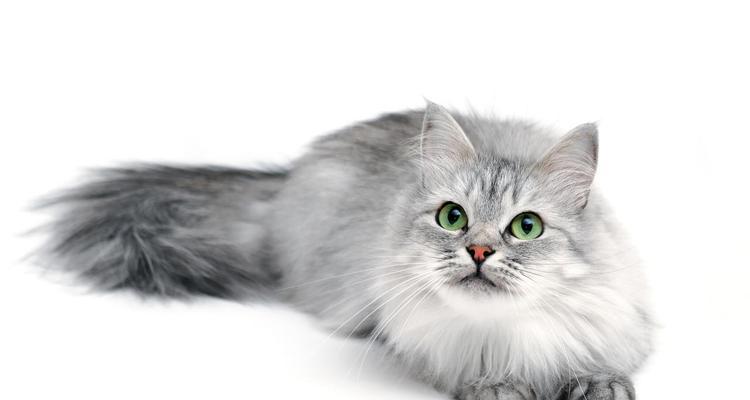白色猫咪真实图片大全，让你爱上这种可爱的宠物（深入了解白色猫咪）