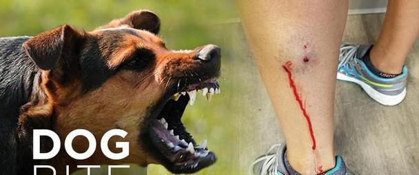 如何防止宠物猫咪咬伤导致狂犬病（从预防措施到应对方法）