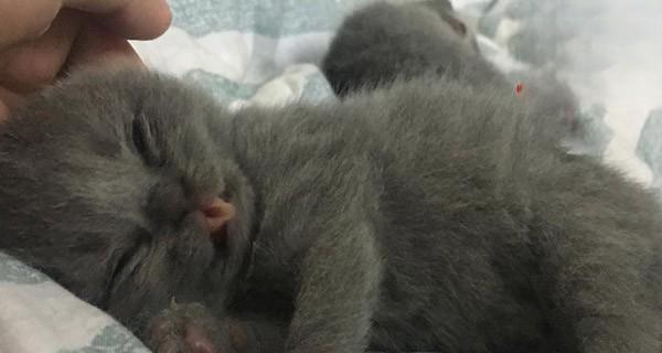 被家养小猫咬了，怎么办（应对小猫咬伤的正确方法）