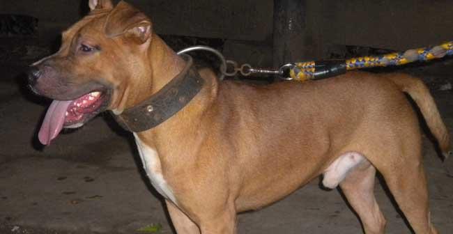 比特犬咬合力训练的全面指南（从零开始）