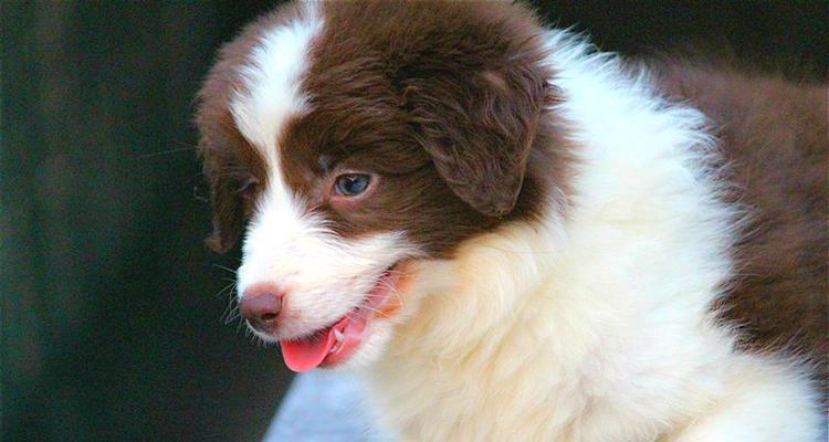 如何辨别纯种的边境牧羊犬（以额段怎么看为主要指标）