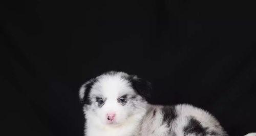 如何辨别纯种的边境牧羊犬（以额段怎么看为主要指标）