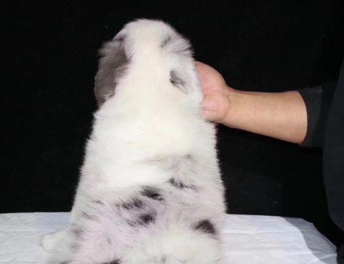 如何辨别纯种的边境牧羊犬（以额段怎么看为主要指标）