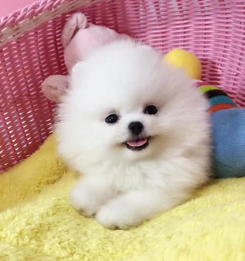 如何喂养博美狗长出浓密美丽的毛发（让你的博美狗变身毛茸茸小仙女）