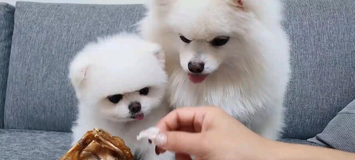 如何选择适合博美的狗粮（以宠物为主）