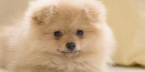 教你如何让博美幼犬健康成长——禁止喂食这些水果（宠物护理知识一定要知道）