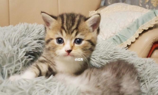 小猫食谱大揭秘（为你的小猫提供全面的营养餐）