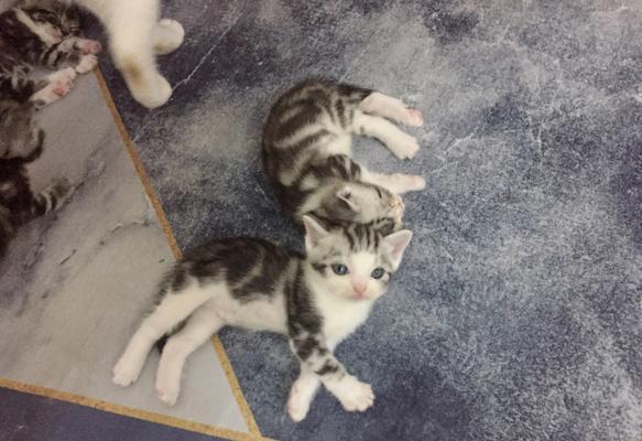 小猫食谱大揭秘（为你的小猫提供全面的营养餐）