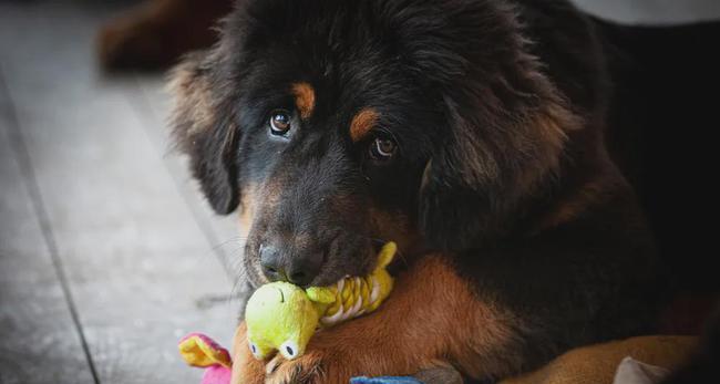 藏獒生小狗怎么喂养（宠物犬营养需求全面解析）