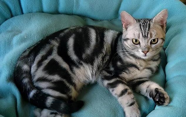 宠物店猫配种费用详解（了解猫咪配种的费用及注意事项）