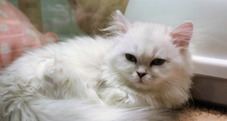 宠物店猫配种费用详解（了解猫咪配种的费用及注意事项）