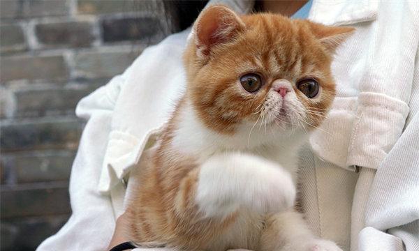 宠物店猫配种费用详解（了解猫咪配种的费用及注意事项）