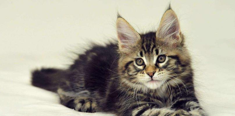 宠物小猫的价格分析（从品种、血统、健康状况等方面考虑）