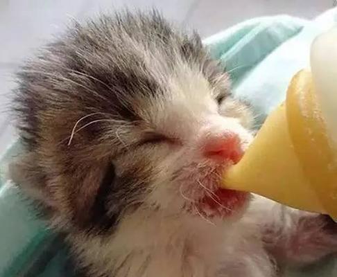 刚出生的小猫应该吃什么（宠物猫幼崽的饮食需求与注意事项）